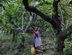 Kontemplasi tentang kekayaan alam dari Ransiki Manokwari Selatan