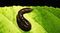 Status Platydemus manokwari: Spesies Lokal vs Invasif Global