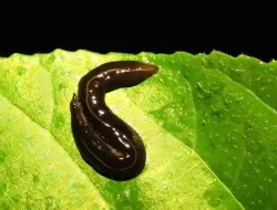 Status Platydemus manokwari: Spesies Lokal vs Invasif Global